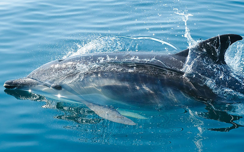 Mauritius excursions and activities