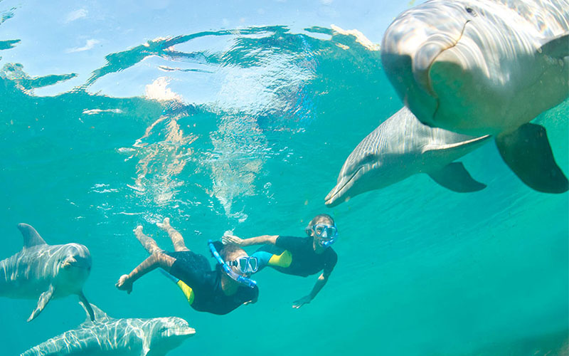 Swim with dolphins excursion in Mauritius